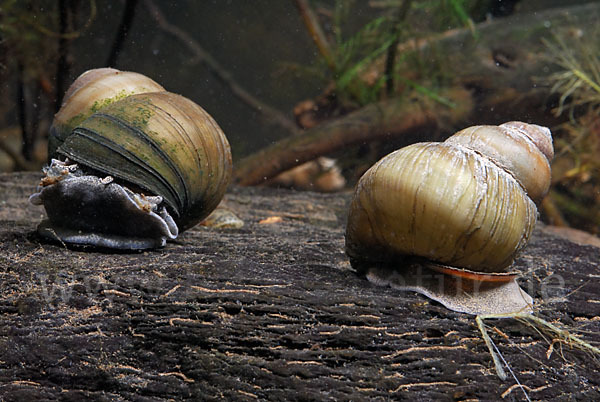 Donau-Flussdeckelschnecke (Viviparus acerosus)