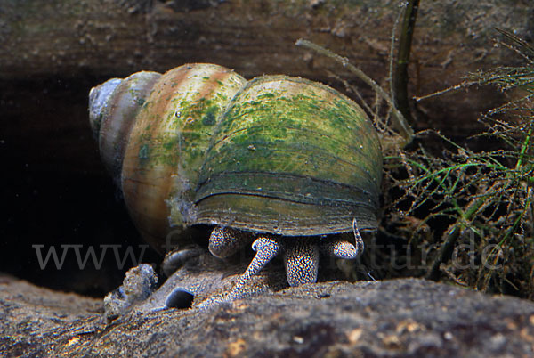 Donau-Flussdeckelschnecke (Viviparus acerosus)