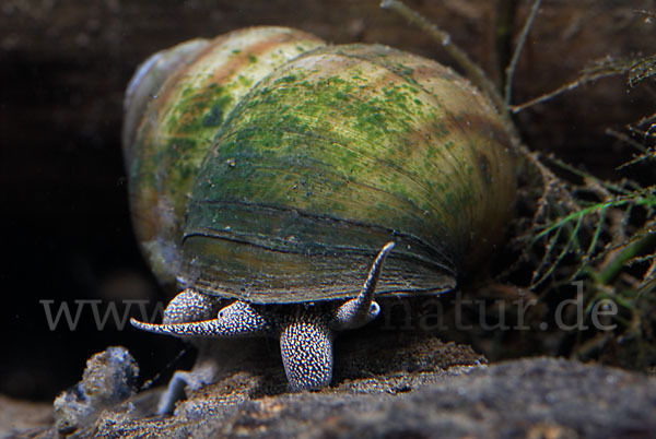 Donau-Flussdeckelschnecke (Viviparus acerosus)