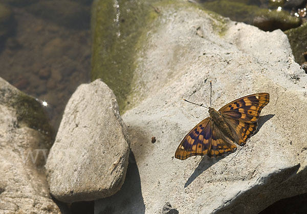 Donauschillerfalter (Apatura metis)