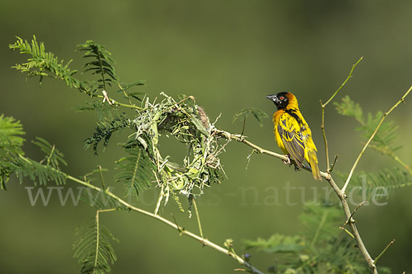 Dorfweber (Ploceus cucullatus)