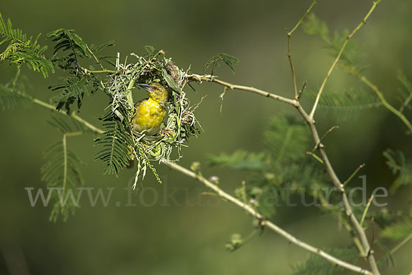 Dorfweber (Ploceus cucullatus)