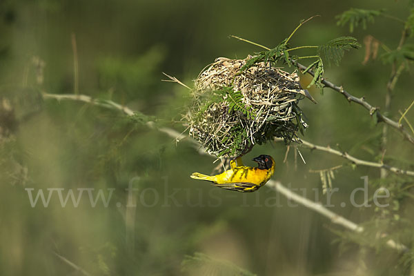 Dorfweber (Ploceus cucullatus)