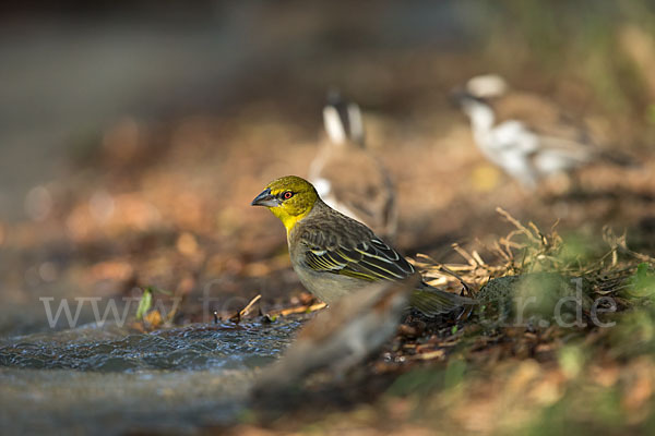 Dorfweber (Ploceus cucullatus)