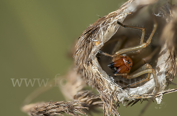 Dornfinger (Cheiracanthium punctorium)