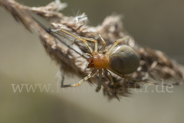 Dornfinger (Cheiracanthium punctorium)