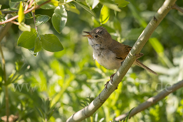 Dorngrasmücke (Sylvia communis)