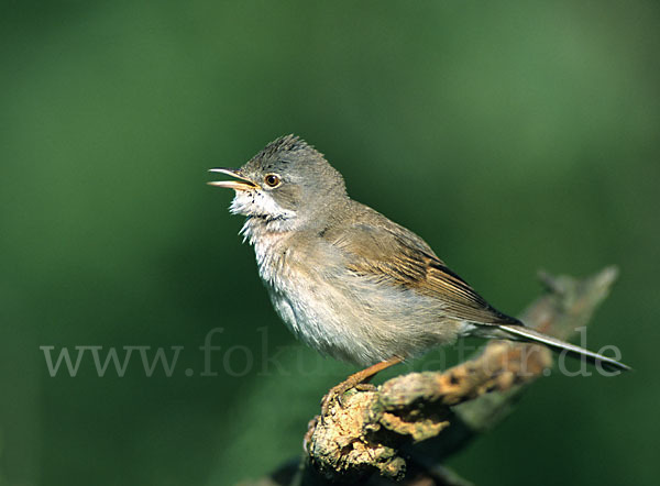 Dorngrasmücke (Sylvia communis)