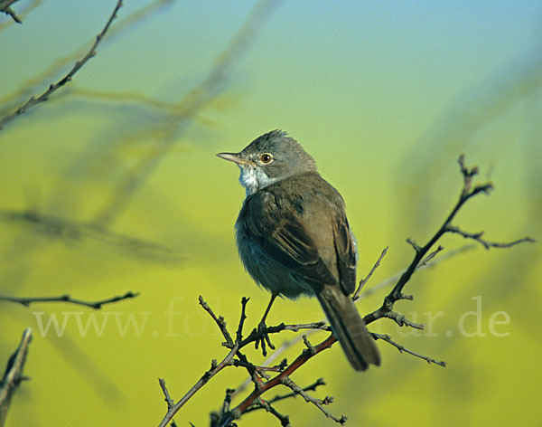 Dorngrasmücke (Sylvia communis)