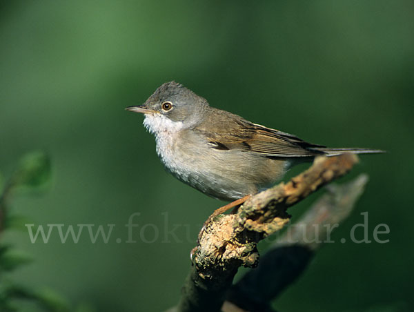 Dorngrasmücke (Sylvia communis)