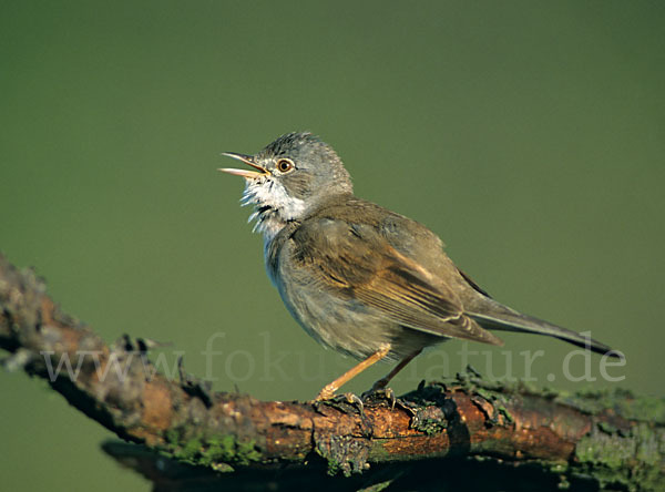 Dorngrasmücke (Sylvia communis)