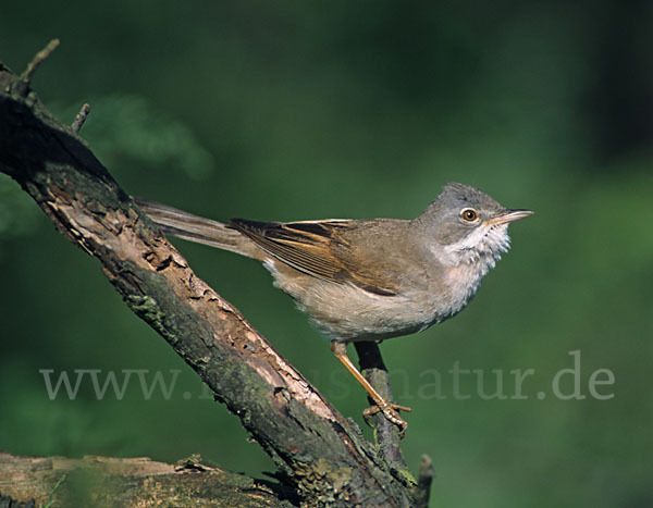 Dorngrasmücke (Sylvia communis)