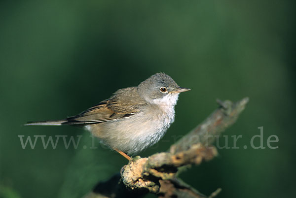 Dorngrasmücke (Sylvia communis)