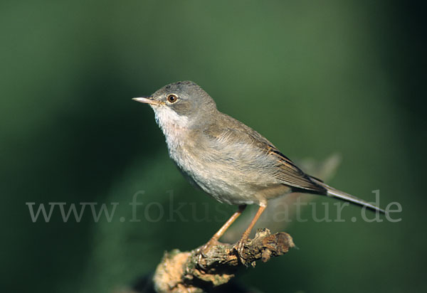 Dorngrasmücke (Sylvia communis)