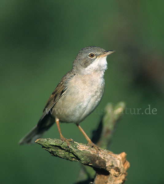 Dorngrasmücke (Sylvia communis)