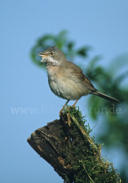 Dorngrasmücke (Sylvia communis)