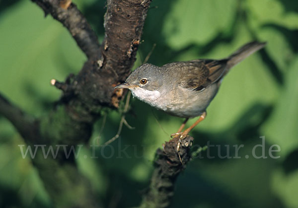 Dorngrasmücke (Sylvia communis)