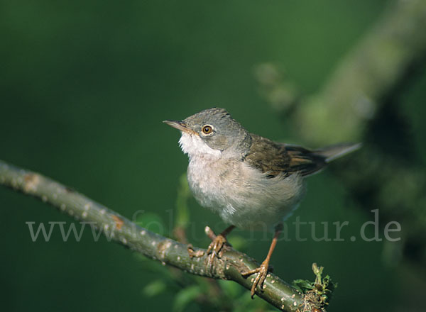 Dorngrasmücke (Sylvia communis)