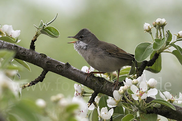 Dorngrasmücke (Sylvia communis)