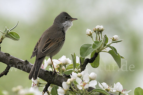 Dorngrasmücke (Sylvia communis)