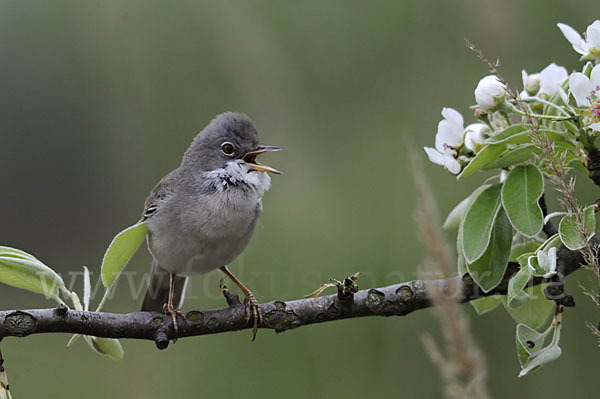 Dorngrasmücke (Sylvia communis)