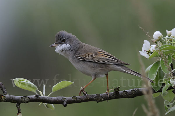 Dorngrasmücke (Sylvia communis)