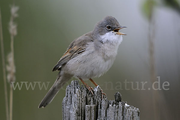 Dorngrasmücke (Sylvia communis)