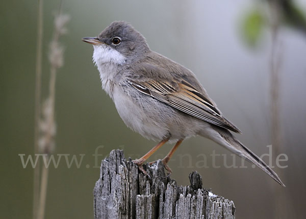 Dorngrasmücke (Sylvia communis)