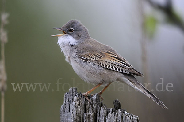 Dorngrasmücke (Sylvia communis)