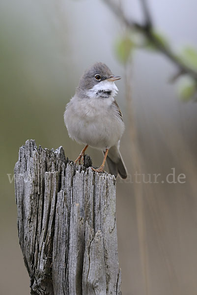 Dorngrasmücke (Sylvia communis)