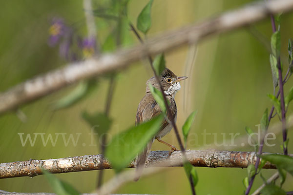 Dorngrasmücke (Sylvia communis)