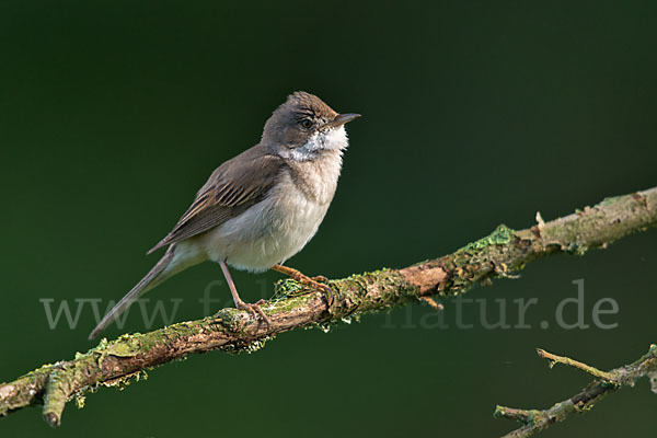 Dorngrasmücke (Sylvia communis)