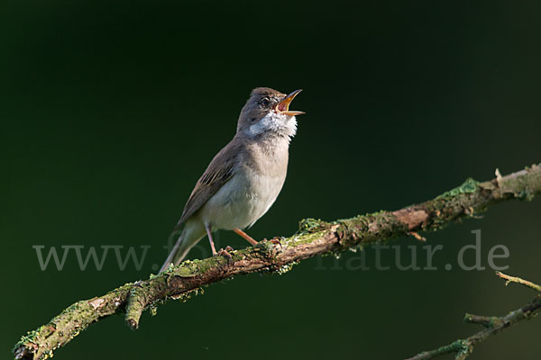 Dorngrasmücke (Sylvia communis)