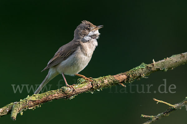 Dorngrasmücke (Sylvia communis)