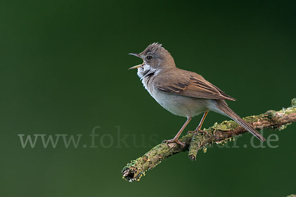 Dorngrasmücke (Sylvia communis)