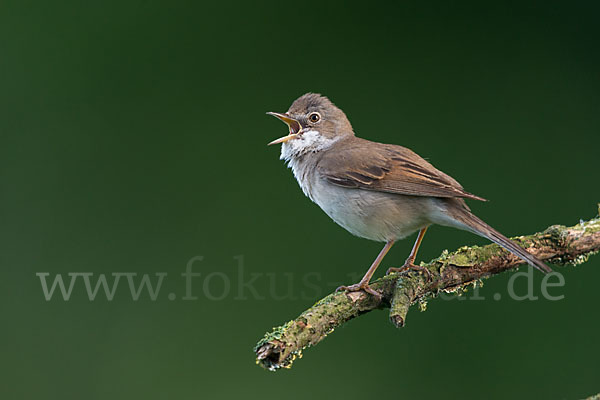 Dorngrasmücke (Sylvia communis)