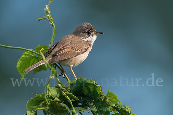 Dorngrasmücke (Sylvia communis)