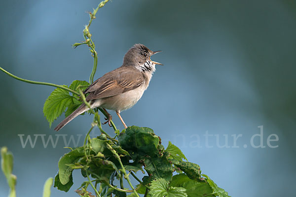 Dorngrasmücke (Sylvia communis)