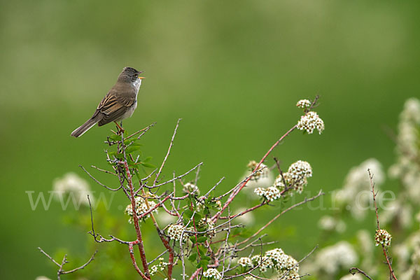 Dorngrasmücke (Sylvia communis)