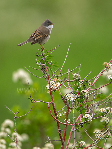 Dorngrasmücke (Sylvia communis)