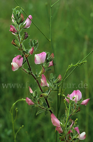 Dornige Hauhechel (Ononis spinosa)