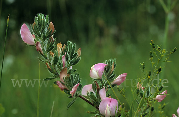 Dornige Hauhechel (Ononis spinosa)