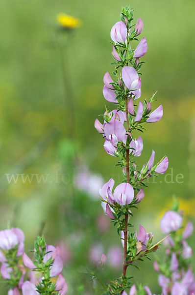 Dornige Hauhechel (Ononis spinosa)