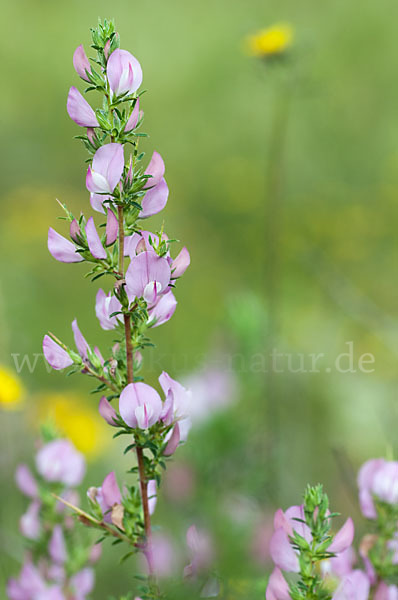 Dornige Hauhechel (Ononis spinosa)