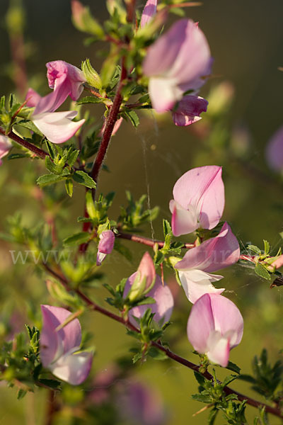 Dornige Hauhechel (Ononis spinosa)