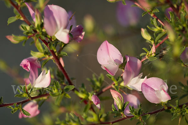 Dornige Hauhechel (Ononis spinosa)