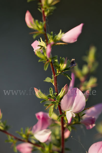 Dornige Hauhechel (Ononis spinosa)