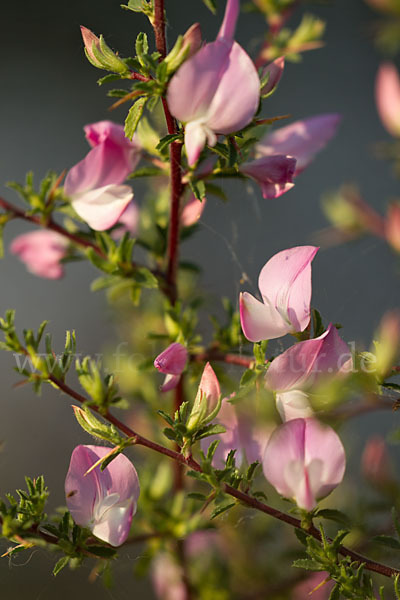 Dornige Hauhechel (Ononis spinosa)