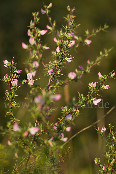 Dornige Hauhechel (Ononis spinosa)