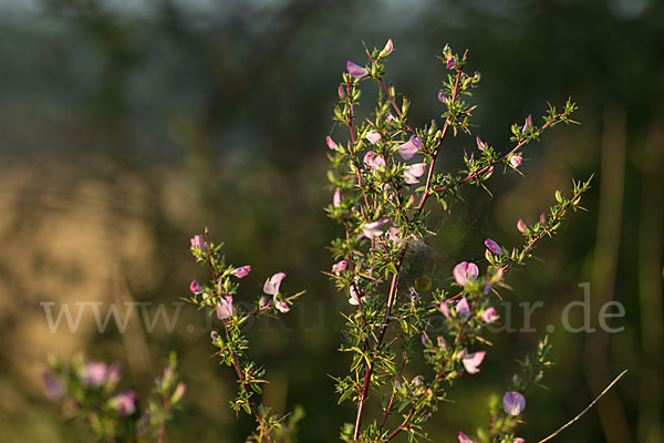 Dornige Hauhechel (Ononis spinosa)